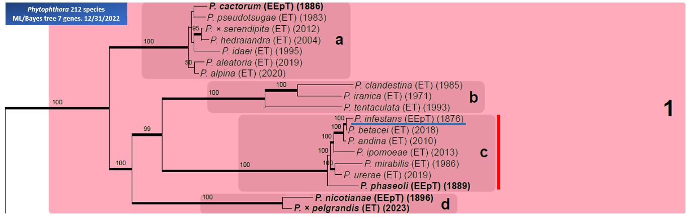    Phytophthora  spp. in subclade 1c:  portion of the seven-loci ML phylogeny featuring the type cultures of 212 described species (by T. Bourret). Notice the position of   P. infestans  Ex-epitype CBS 147289, T30-4 . Gloria Abad, USDA Samp;T.
